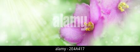Floral summer banner. Two purple violets against light green background, copy space. Flower corollas close up in gentle sunlight. Landscape panorama Stock Photo