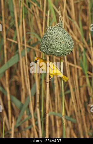 African Golden Weaver (Ploceus subaureus subaureus) adult male nest building  St Lucia, South Africa          November Stock Photo