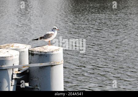 Seagull resting on the metal structure on the lake shore. Stock Photo