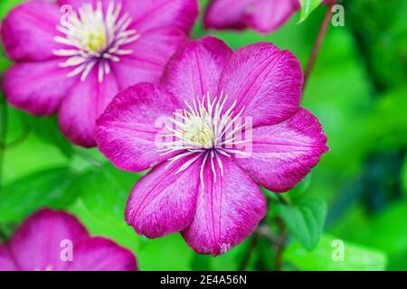 Pretty purple clematis flower on green background at sunny day Stock Photo