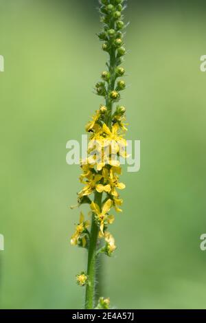 Close up of a sticklewort (agrimonia eupatoria) plant in bloom Stock Photo