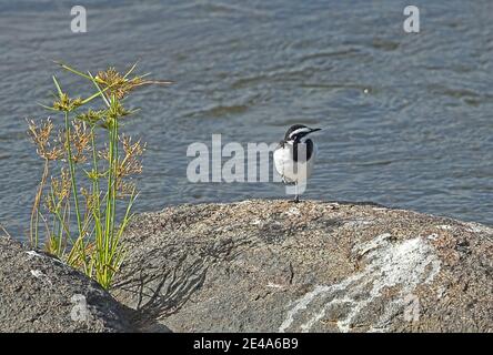 African Pied Wagtail (Motacilla aguimp aguimp) adult male on rock in river  Kruger NP, South Africa          November Stock Photo