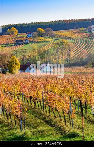 Deutsch Schützen-Eisenberg, vineyard at Deutsch Schützner Bergen, Southern Burgenland, Burgenland, Austria Stock Photo