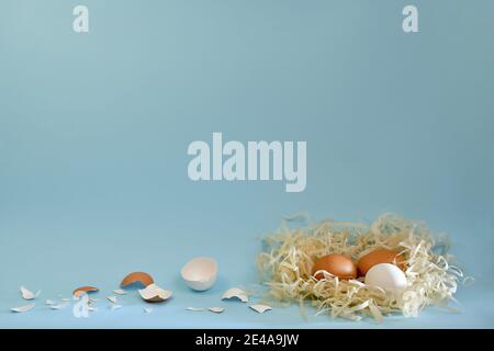 Nest with two brown and one white chicken eggs. Nearby on a blue background empty shells, scattered by the path. Stock Photo