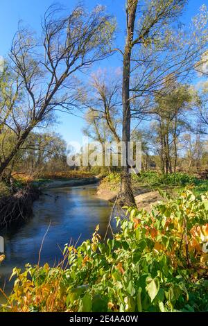 Deutsch Kaltenbrunn, river Lafnitz, trees, Southern Burgenland, Burgenland, Austria Stock Photo