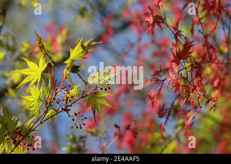 Flowering ornamental maple in the backlight Stock Photo