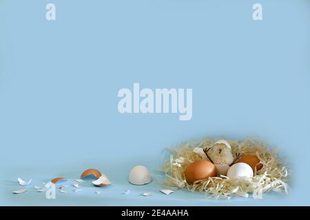 A small chick hatched sits with its legs raised up in a shell among the chicken eggs of different colors in the nest. On a blue background with awake shells. Stock Photo