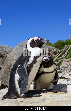A pair of African penguins (Spheniscus demersus), Boulders Beach or Boulders Bay, Simons Town, South Africa, Indian Ocean Stock Photo