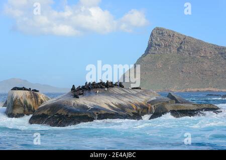 South African fur seal (Arctocephalus pusillus pusillus), colony of fur seals on rocks in the sea, False Bay, Simons Town, South Africa, Indian Ocean Stock Photo