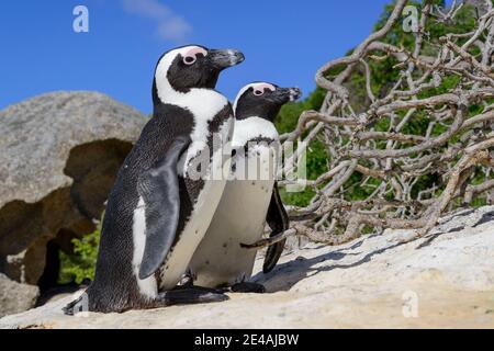 A pair of African penguins (Spheniscus demersus), Boulders Beach or Boulders Bay, Simons Town, South Africa, Indian Ocean Stock Photo