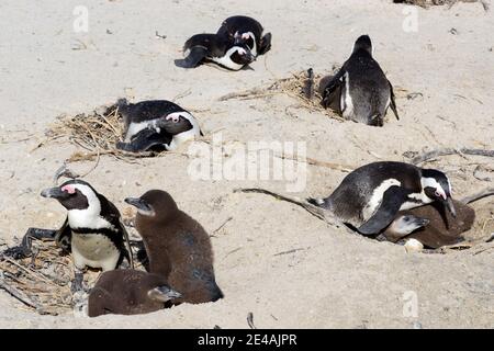 African penguins (Spheniscus demersus), Boulders Beach or Boulders Bay, Simons Town, South Africa, Indian Ocean Stock Photo