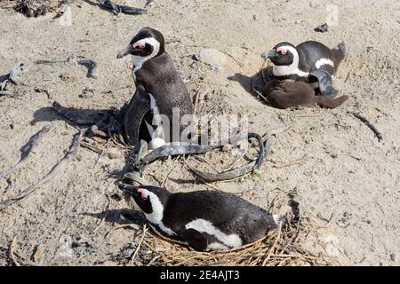 African penguins (Spheniscus demersus), Boulders Beach or Boulders Bay, Simons Town, South Africa, Indian Ocean Stock Photo