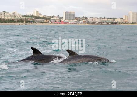 Bottlenose dolphin (Tursiops truncatus) in the bay off Port Elizabeth, Algoa Bay, Nelson Mandela Bay, South Africa, Indian Ocean