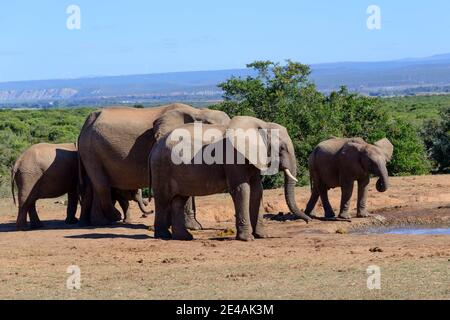 African steppe elephants in Addo National Park, Eastern Cape, South Africa Stock Photo