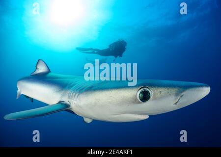 Blue shark (Prionace glauca) and diver, Cape of Good Hope, South Africa, offshore in the Atlantic