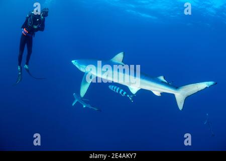Blue shark (Prionace glauca) and diver, Cape of Good Hope, South Africa, offshore in the Atlantic