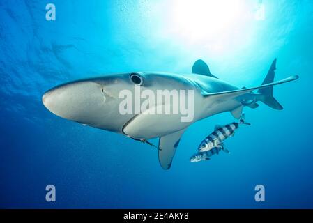Blue shark (Prionace glauca) with pilot mackerel (Naucrates ductor), Cape of Good Hope, South Africa, offshore in the Atlantic Stock Photo