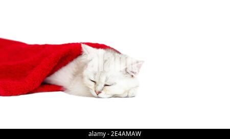 Small white kitten sleeping in a red towel on a white background Stock Photo
