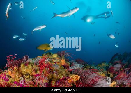 Scuba diver and coral reef and red broom gorgonian (Ellisella maculata), Port Elizabeth, Algoa Bay, Nelson Mandela Bay, South Africa, Indian Ocean Stock Photo