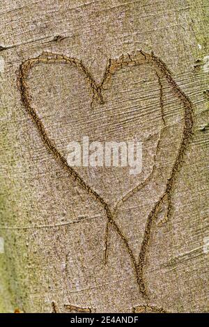 Carved heart on the surface of a beech tree (Fagus sylvatica), symbol, minimalist Stock Photo
