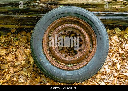 Old car tire dumped in the forest, environmental pollution Stock Photo