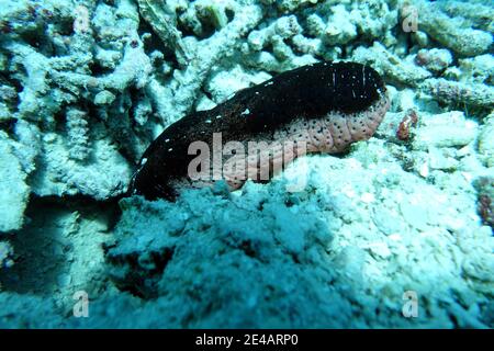 Holothuria (Halodeima) edulis Rosafarbene Seegurke, Molukken, Indonesien, Talimao Stock Photo