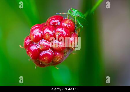 Green stink bug, Palomena prasina on raspberry Stock Photo