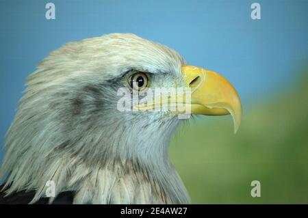 Bald Eagle Head Shot Stock Photo
