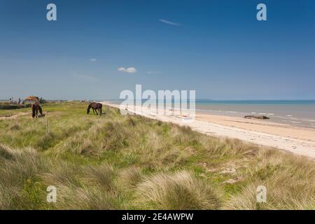 Horses grazing by the beach, Utah Beach, Sainte-Marie-du-Mont, D-Day Beaches Area, Manche, Normandy, France Stock Photo