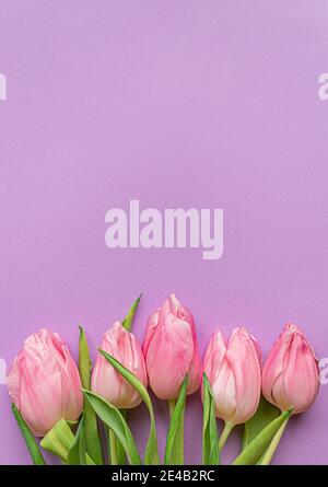 Tender pink tulips on bottom of pastel violet background. Flat lay. Copy space. Concept of international women's day, mother's day, easter Stock Photo