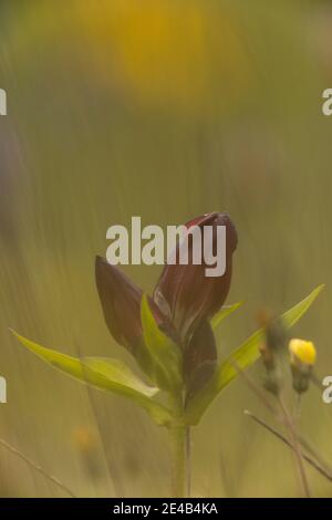 Purple gentian in mountain meadow Stock Photo