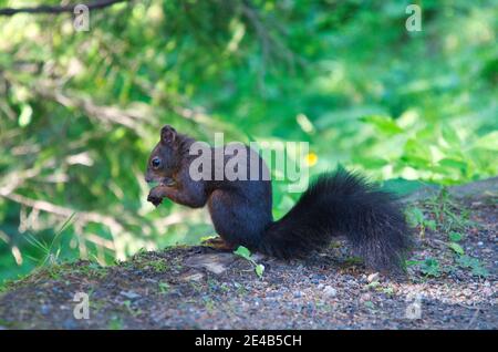 Squirrel in the forest eats a nut. Animal photo in the forest above Davos Switzerland. Close up of a rodent Stock Photo