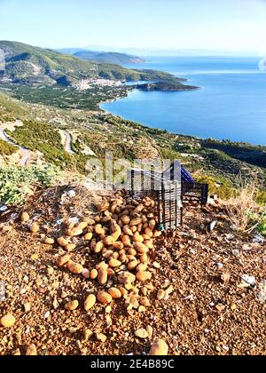Am Rand einer Bergstraße wurden Kartoffeln und Kisten entsorgt, Blick auf die Bucht von Epidauros, Argolis, Peloponnes, Griechenland Stock Photo