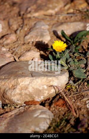 Image of a yellow flower of wild marigold (Calendula arvensis) next to some stones on a country road Stock Photo