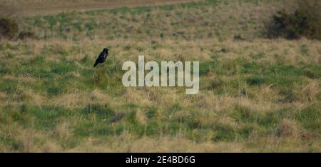 uk crow in a green grass meadow on Salisbury Plain Stock Photo