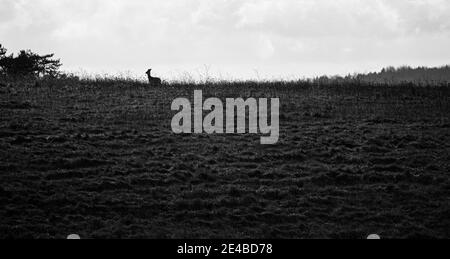 a deer silhouetted against the afternoon sunset Stock Photo