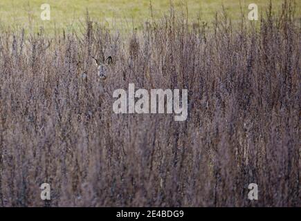 two deer faces peek out, hiding in long dark winter grass Stock Photo
