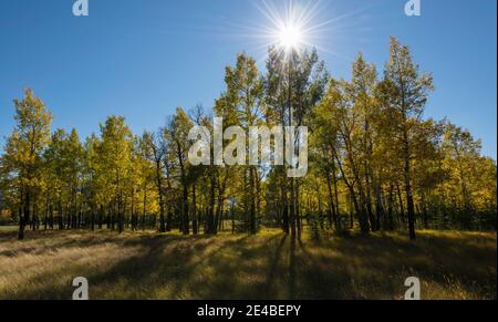 Aspen trees in autumn, Banff National Park, Alberta, Canada Stock Photo