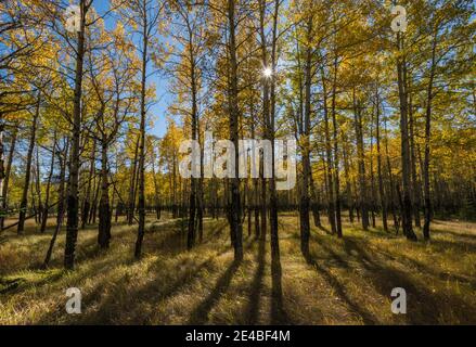 Aspen trees in autumn, Banff National Park, Alberta, Canada Stock Photo