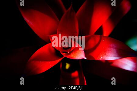 Closeup shot of the top of a red Guzmania flower Stock Photo