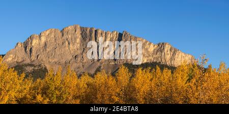 Poplar trees in autumn, Mount Yamnuska, Kananaskis Country, Alberta, Canada Stock Photo