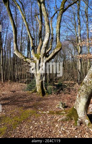 Mystical Darß Primeval Forest in spring, Western Pomerania Lagoon Area National Park, Mecklenburg Western Pomerania, Germany Stock Photo