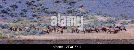Herd of Elk (Cervus canadensis) walking in a forest, Yellowstone National Park, Wyoming, USA Stock Photo