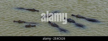 Elevated view of Yacare Caimans (Caiman yacare) in a river, Pantanal Matogrossense National Park, Pantanal Wetlands, Brazil Stock Photo