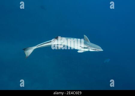 The remora or shark sucker, Echeneis naucrates, attaches to sharks and other large marine life for a free ride and to feed on the scraps of thier prey Stock Photo
