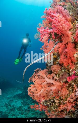 A diver (MR) keeps a safe distance from this venomous banded yellowlip sea snake, Laticauda colubrina, also known as a sea krait, Philippines. Stock Photo