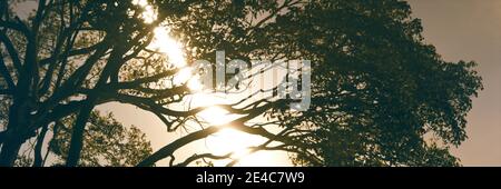 Low angle view of Camphor tree (Cinnamomum camphora), La Jolla, San Diego, San Diego County, California, USA Stock Photo