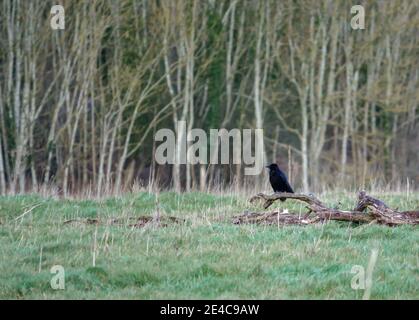 crow sits on a fallen branch in a green winter meadow Stock Photo