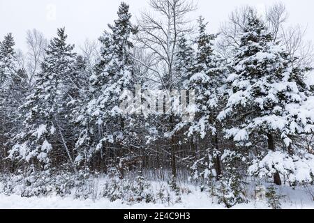 Heavy wet snow on spruce trees in northern  Wisconsin. Stock Photo