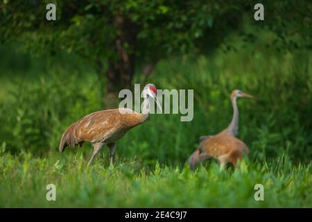 Sandhill crane family in northern Wisconsin. Stock Photo